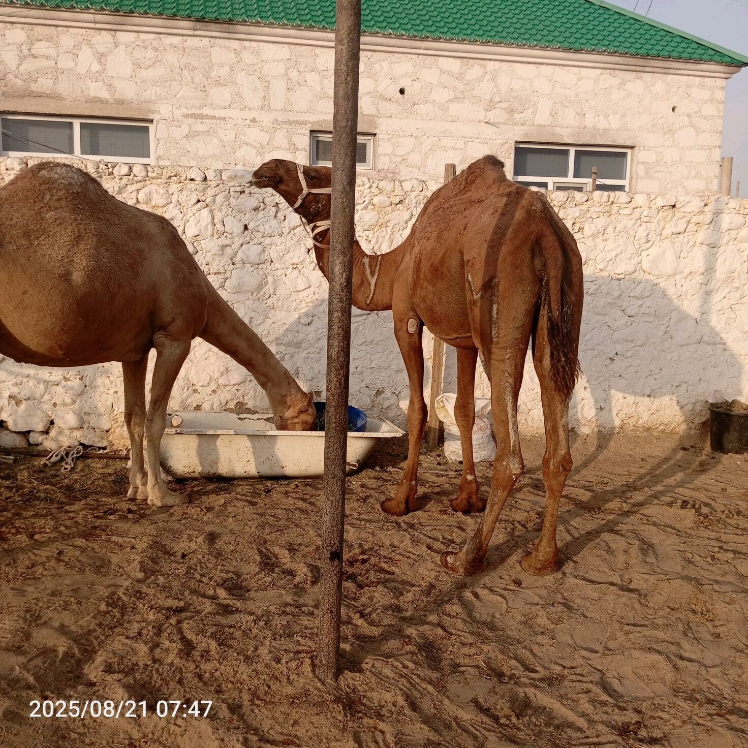 duye - Jebel - img 2