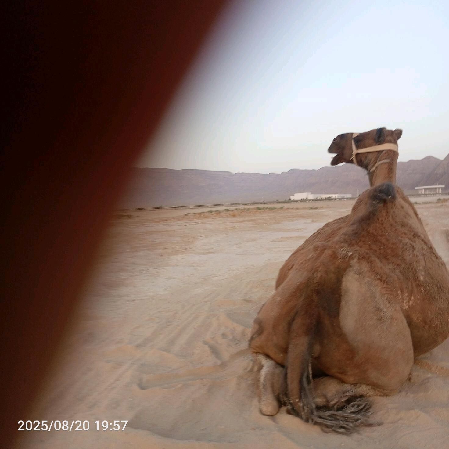 duye - Jebel - img 3