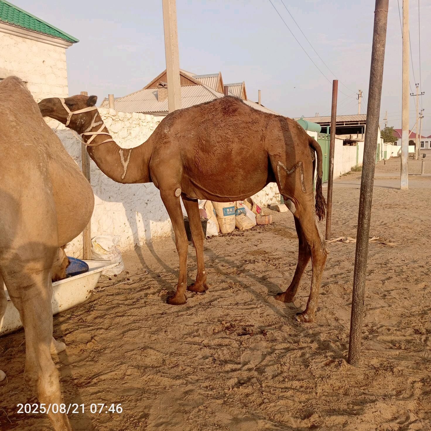 duye - Jebel - img 4