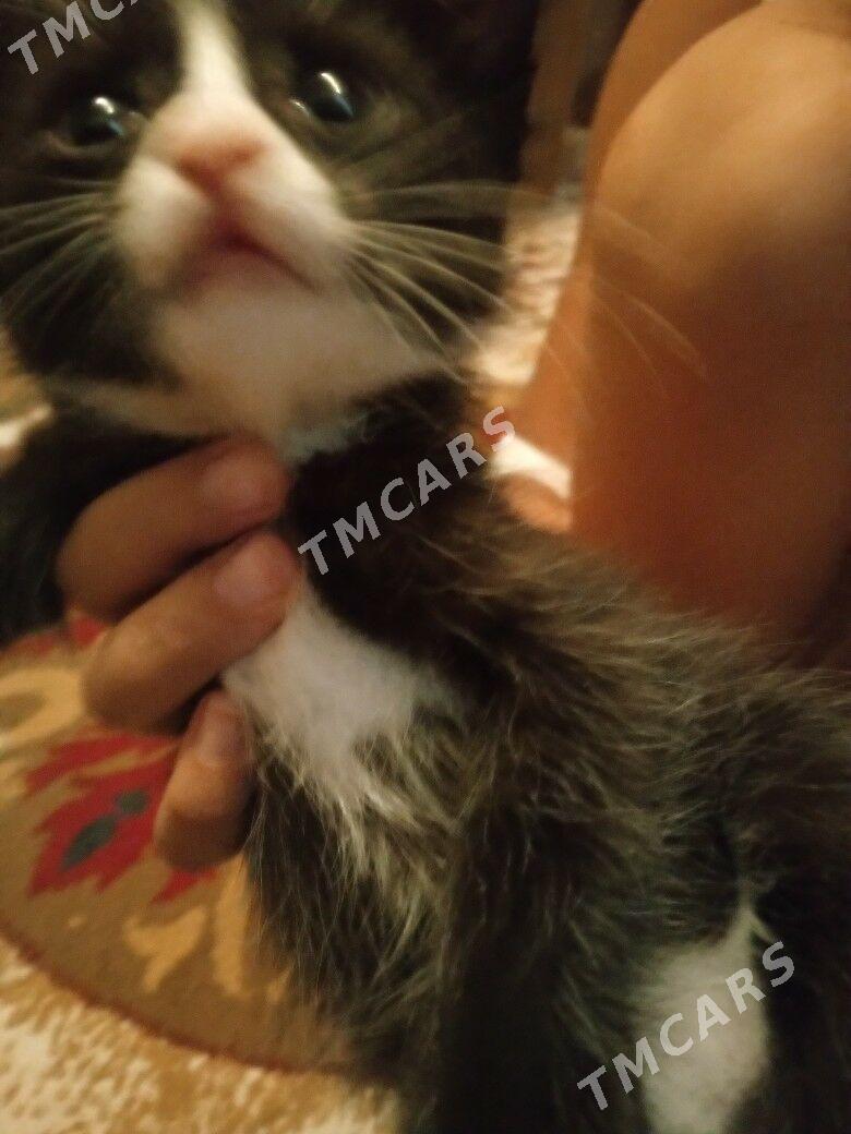 отдам котят в добрые ручки - Туркменабат - img 3