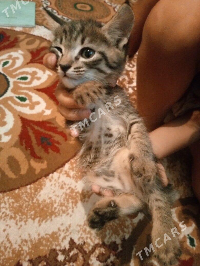 отдам котят в добрые ручки - Туркменабат - img 2