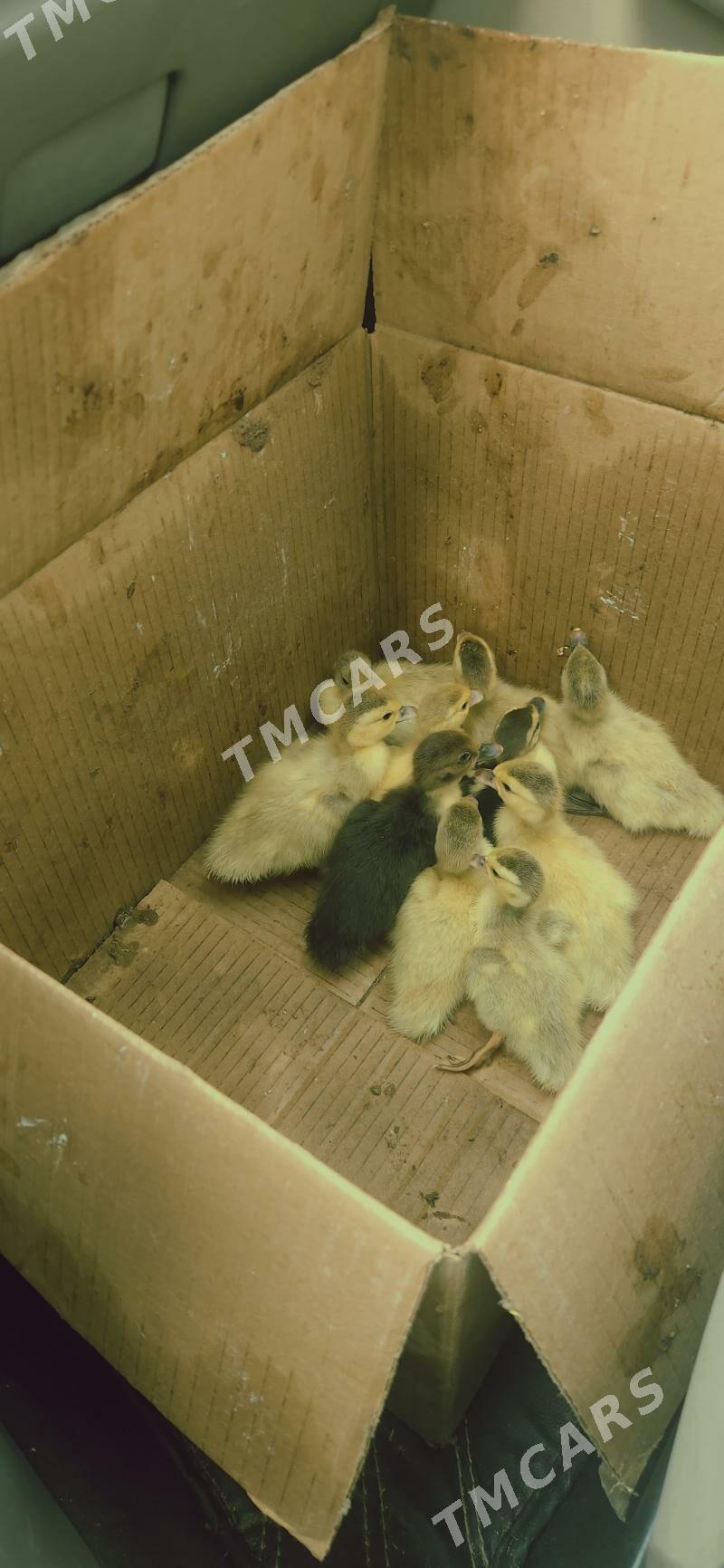 indautga juyje - Чоганлы - img 2