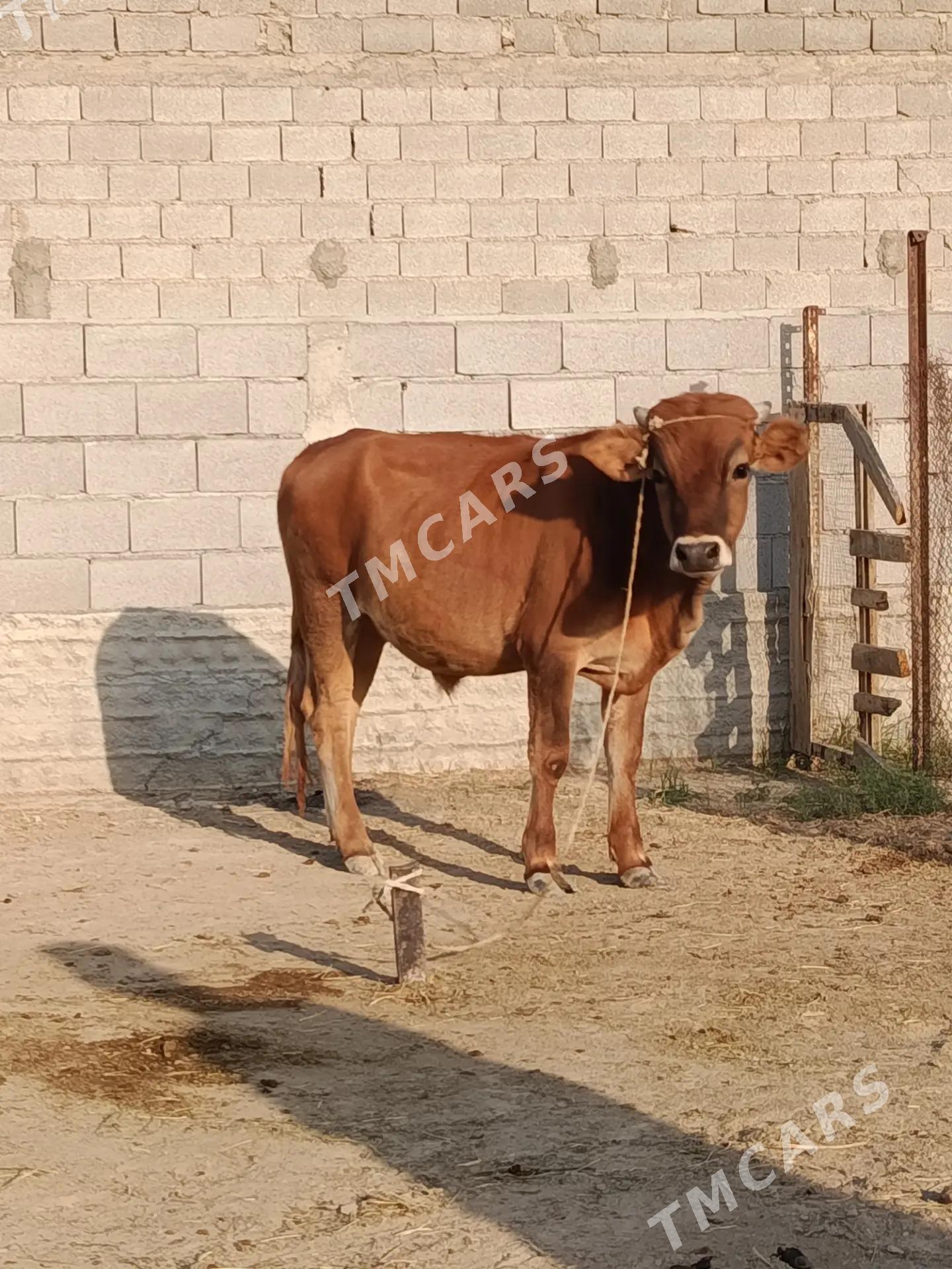 öküz - Бахарден - img 2