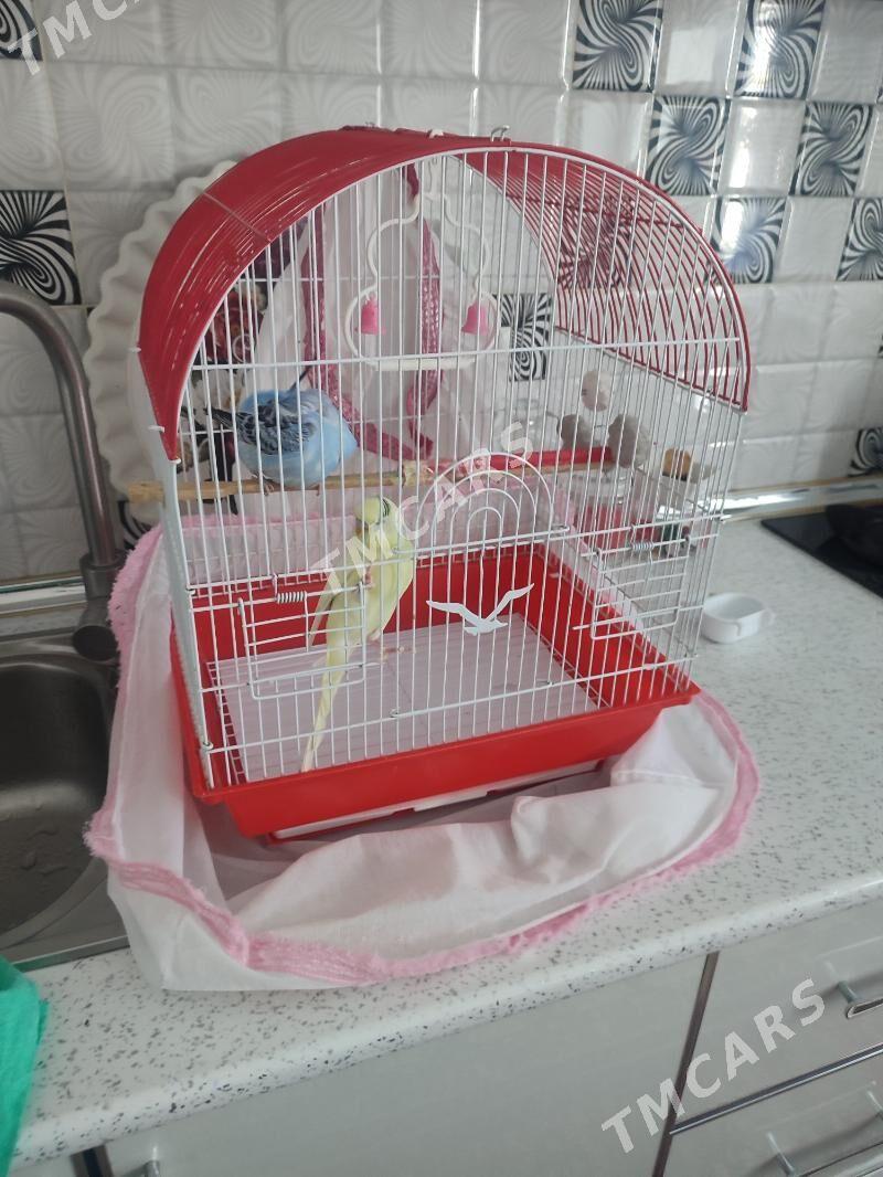 ПОПУГАЙ   ПОПУГАЙ  🦜🦜🦜 - Досааф - img 2