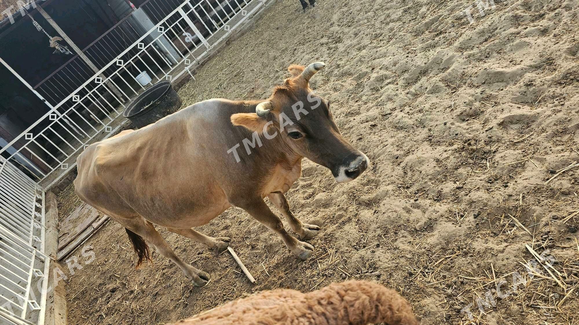 Göleli sygyr - Bäherden - img 2