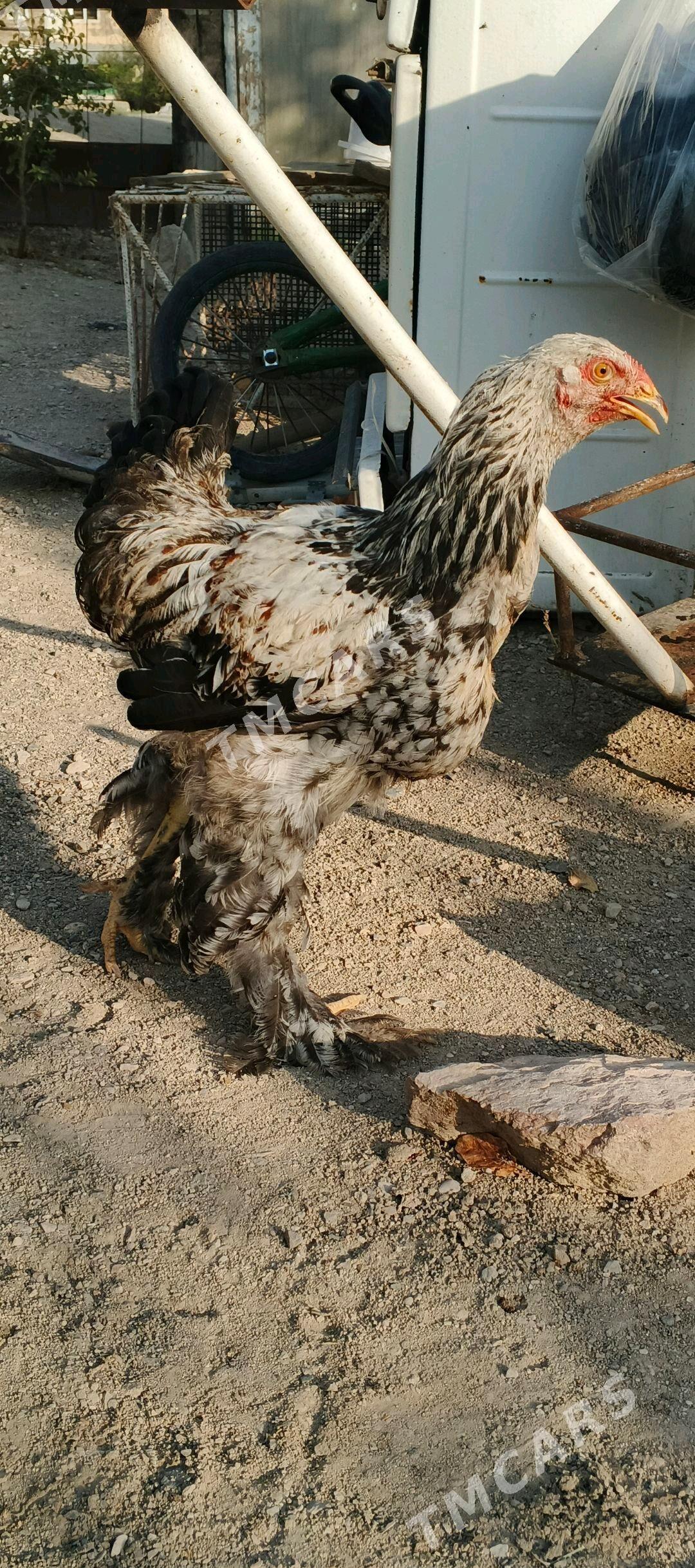 Horaz - Türkmenbaşy - img 2