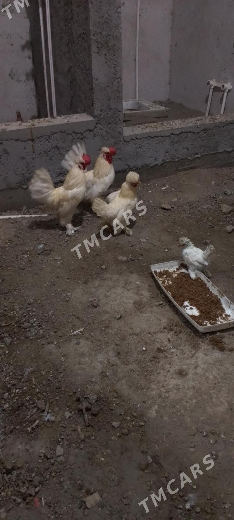 Yaponçik - Türkmenabat - img 4