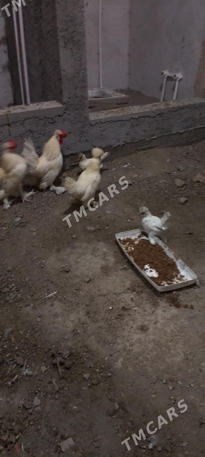 Yaponçik - Türkmenabat - img 3