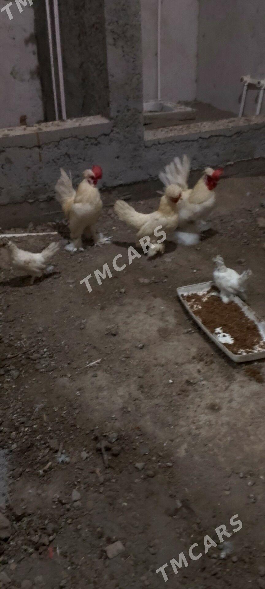 Yaponçik - Türkmenabat - img 2