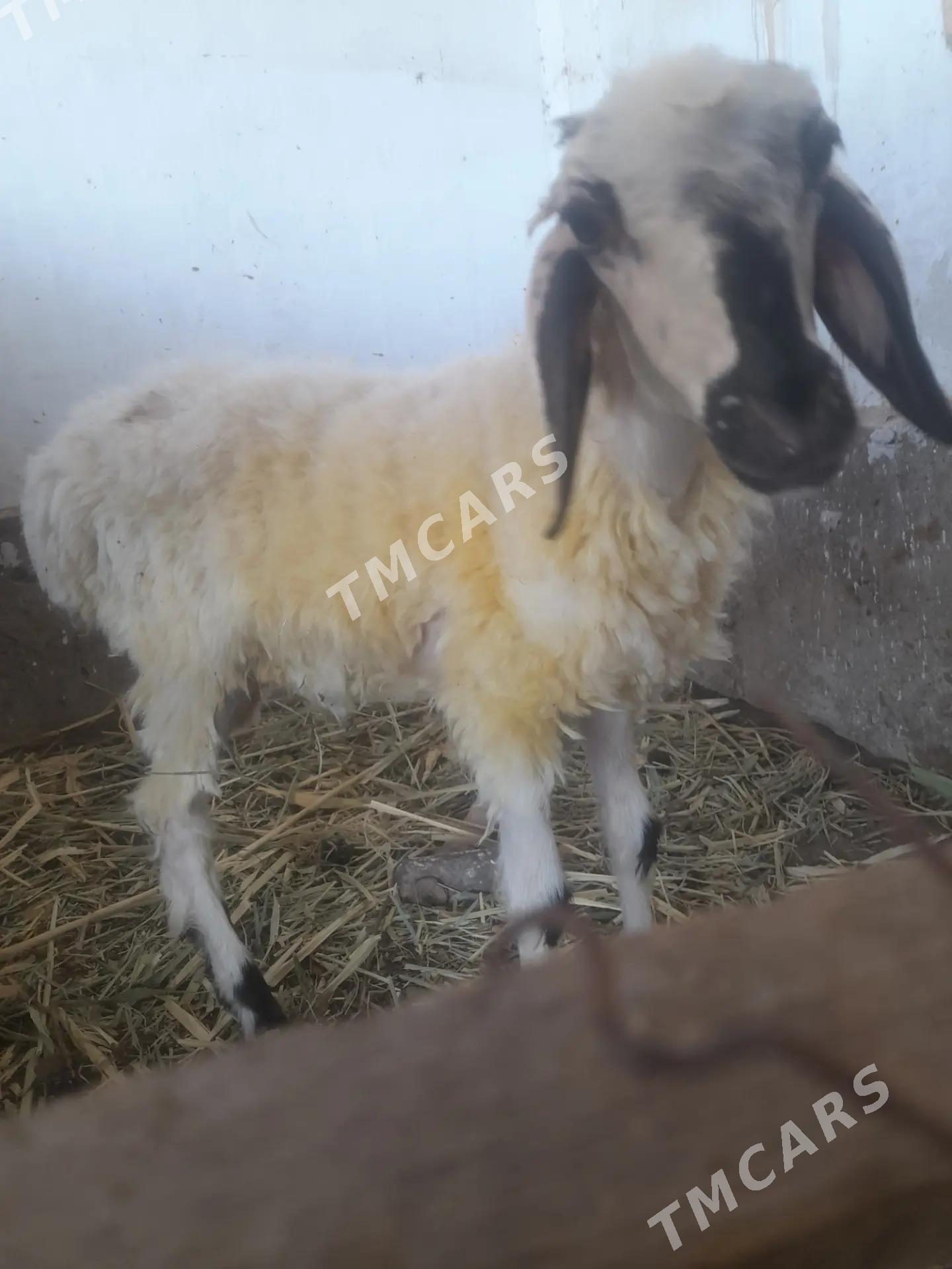koyun - Türkmenabat - img 2