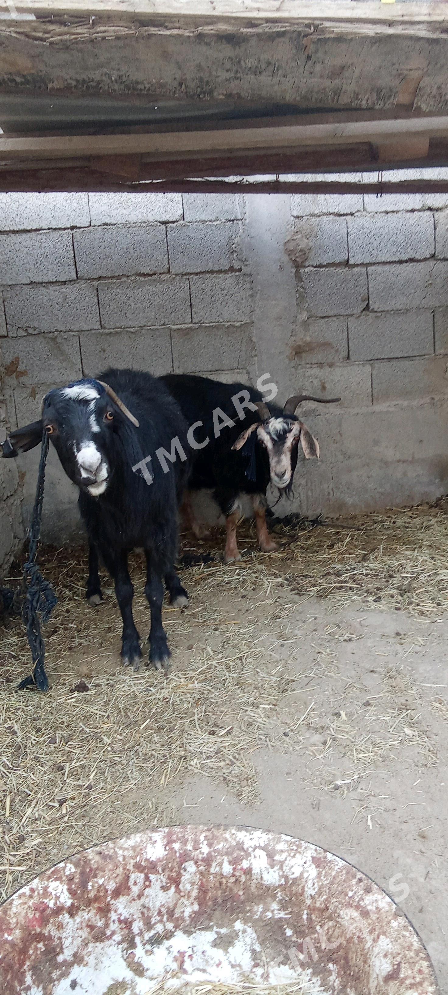 Geçi - Bäherden - img 2
