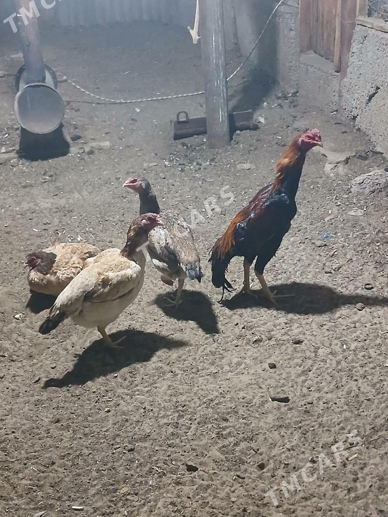 taşgent - Büzmeýin - img 2