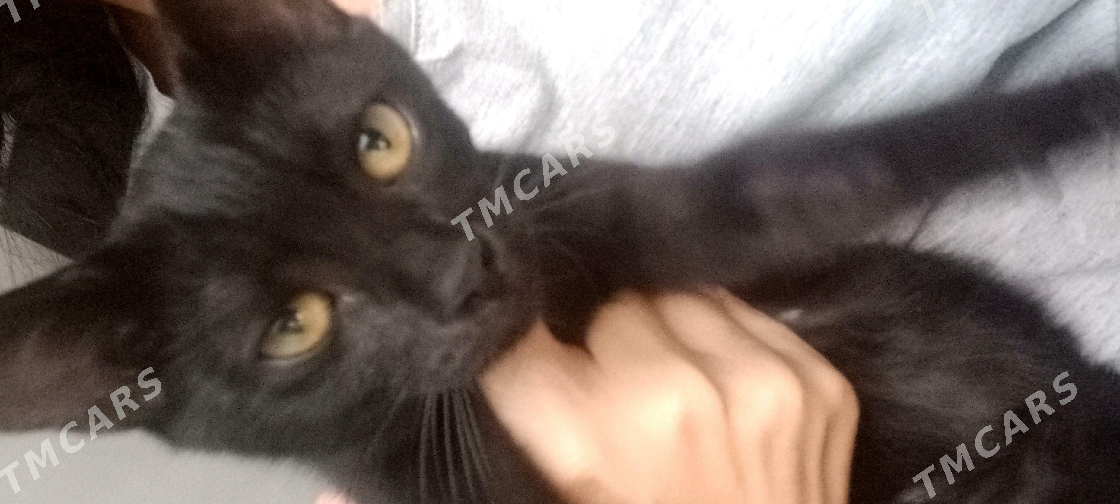 котята - Туркменбаши - img 2