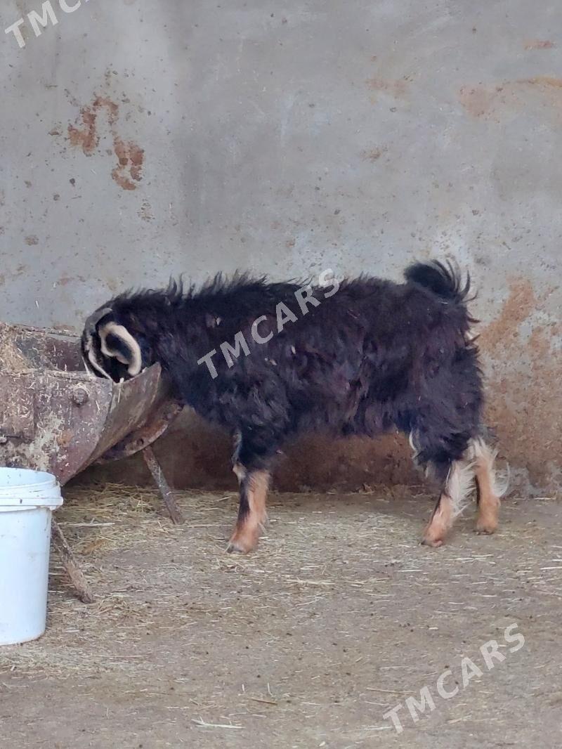 Çebiş - Bäherden - img 2