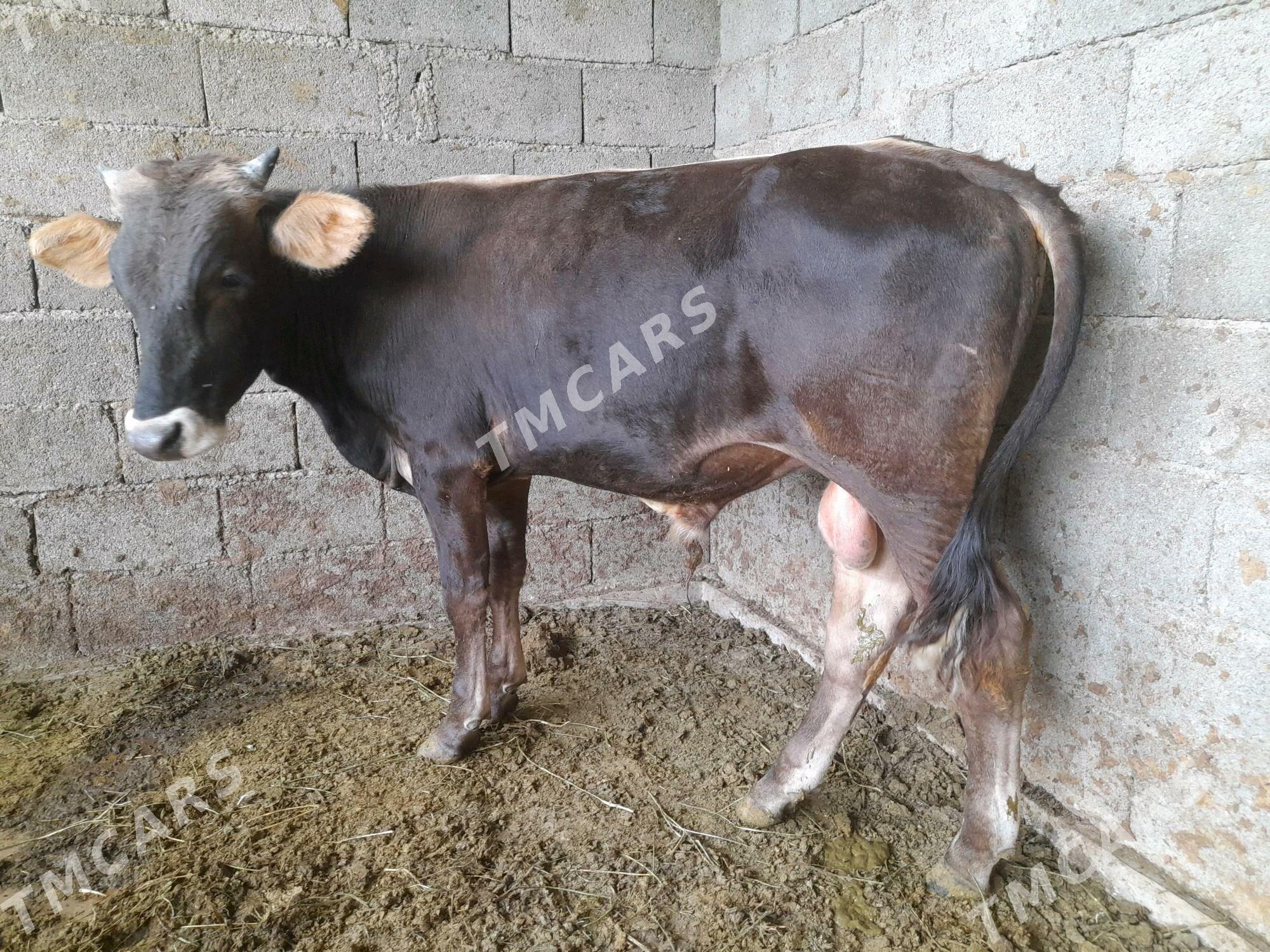 Ökiz şives - Bagyr - img 4