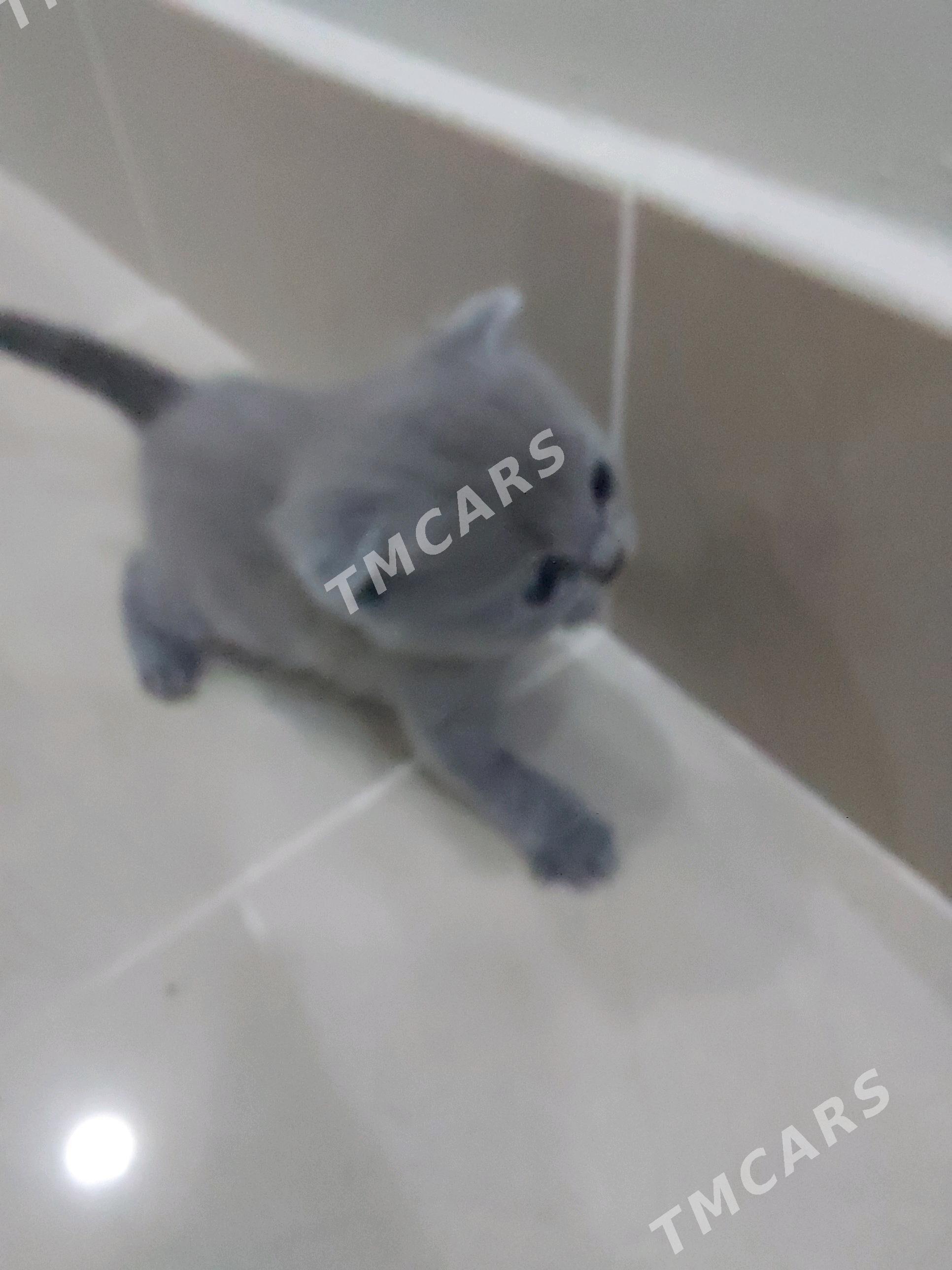 вислоухие котята - Ашхабад - img 4