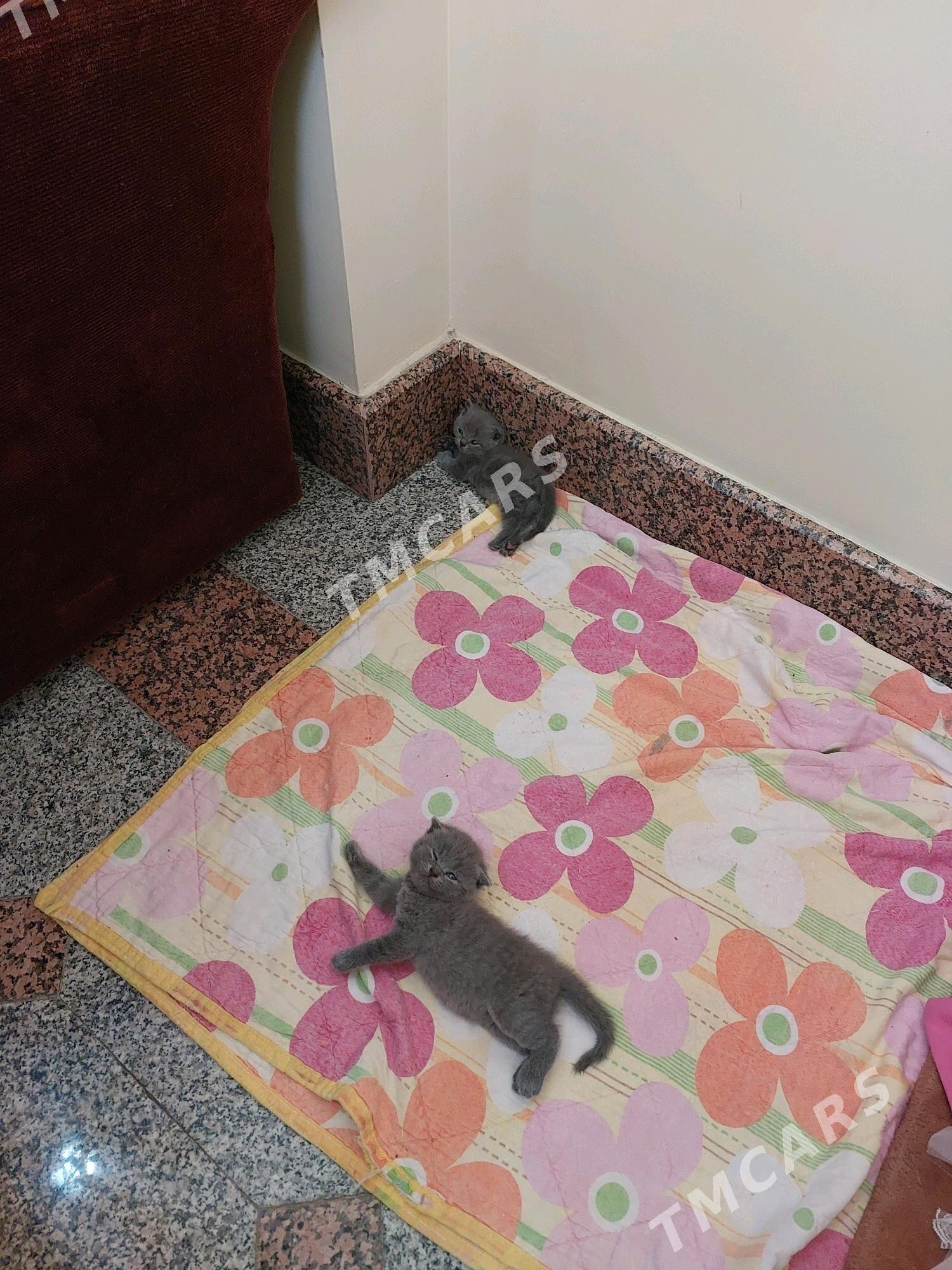 вислоухие котята - Ашхабад - img 3
