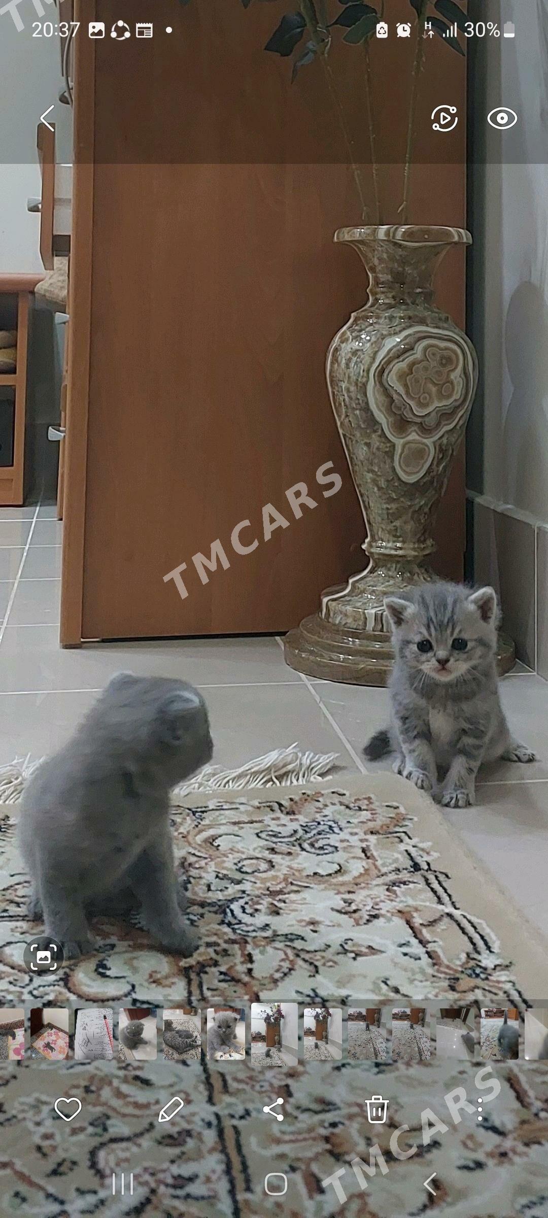 вислоухие котята - Ашхабад - img 7
