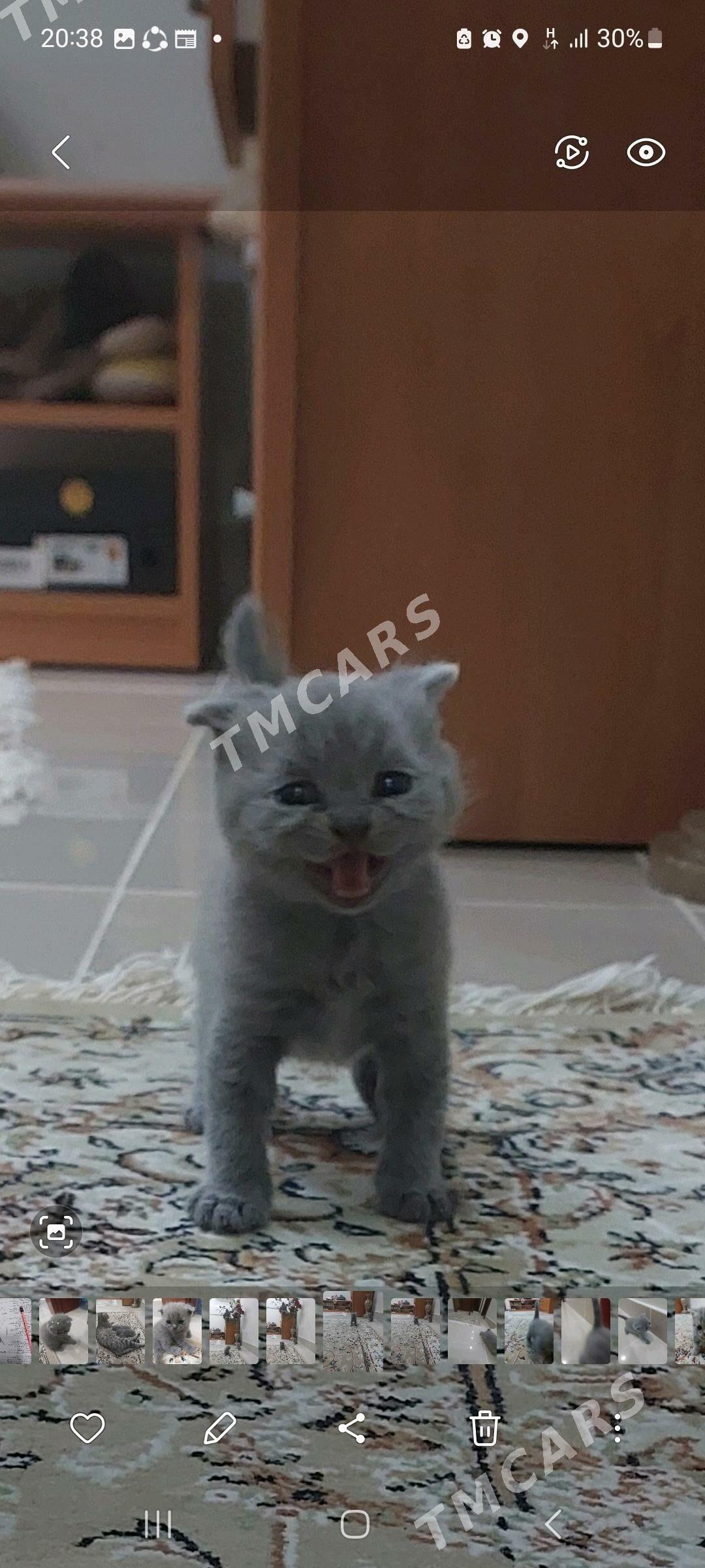 вислоухие котята - Ашхабад - img 5