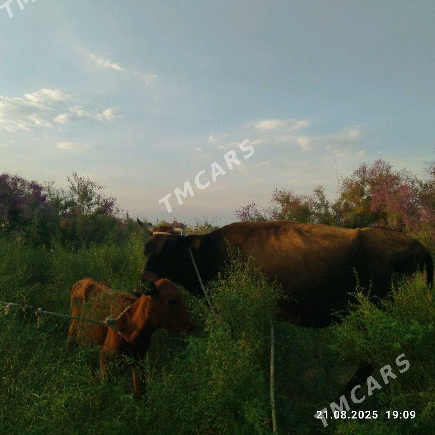 Sygyr tanaly uc aylyk gacar - Кёнеургенч - img 6