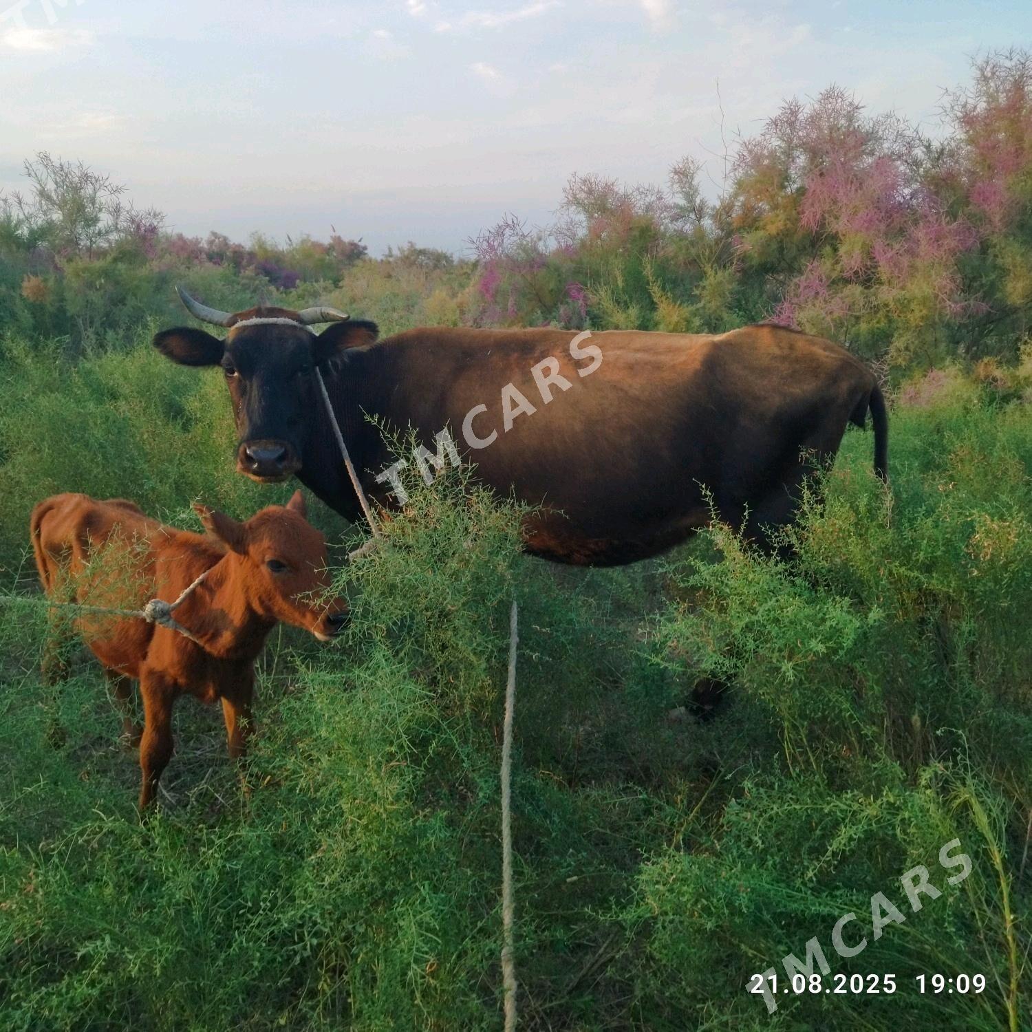 Sygyr tanaly uc aylyk gacar - Кёнеургенч - img 5