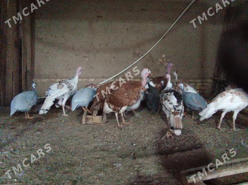 İnduk kakilik - Мары - img 3