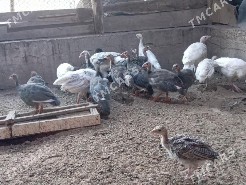 İnduk kakilik jujeler - Мары - img 4