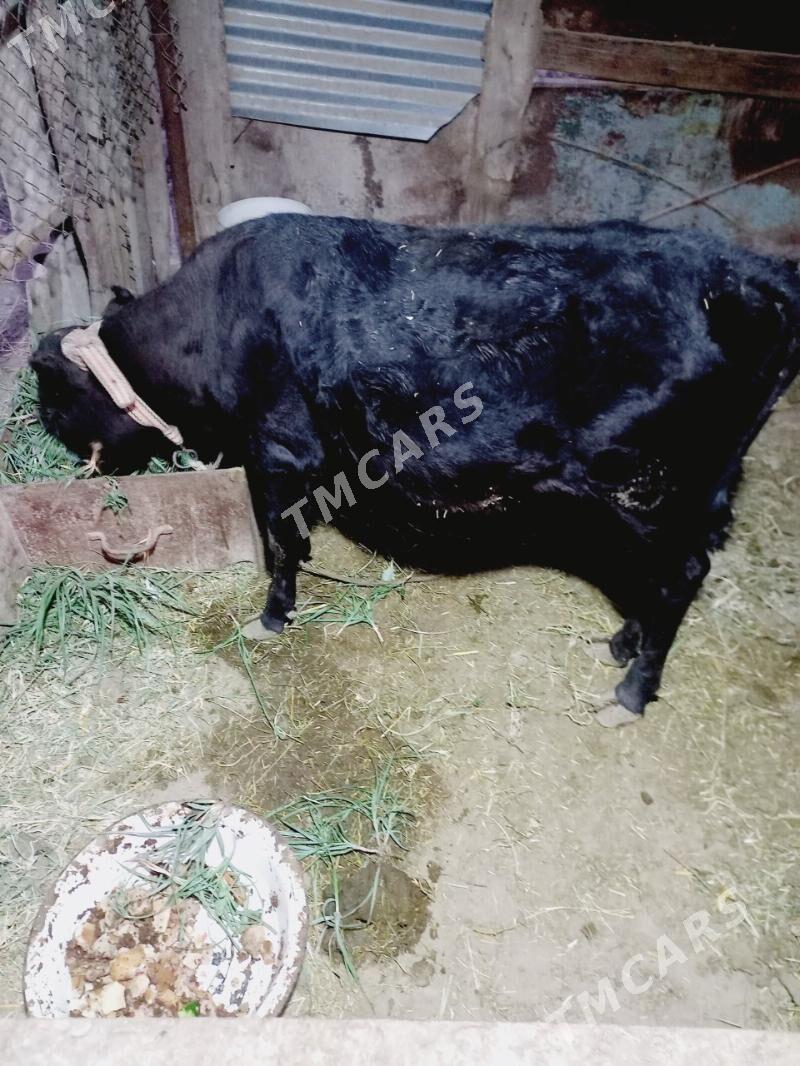 gulajyn gole - Mary - img 1