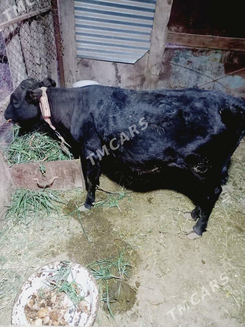 gulajyn gole - Mary - img 3