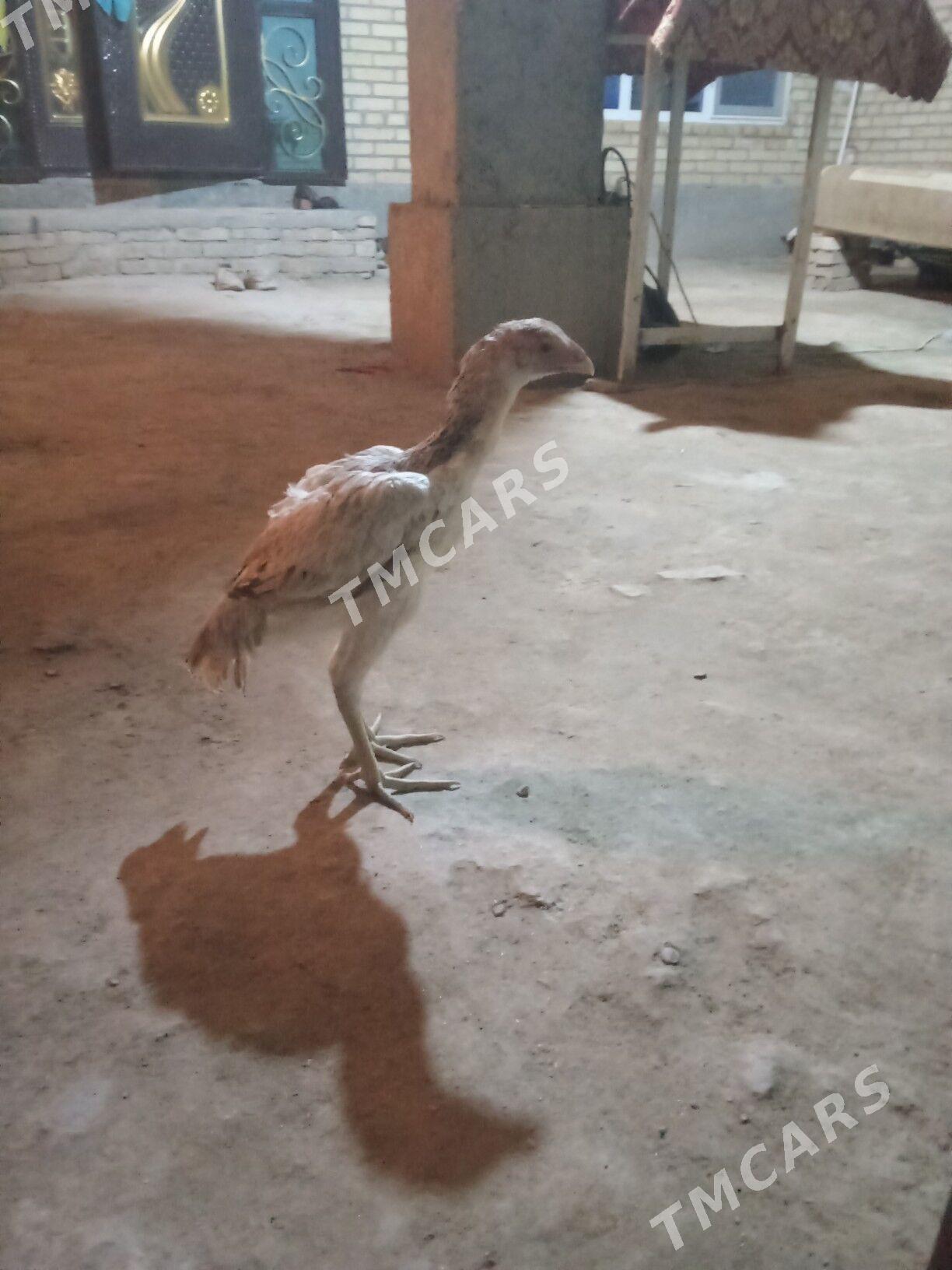 baysow towuk - Çärjew - img 1