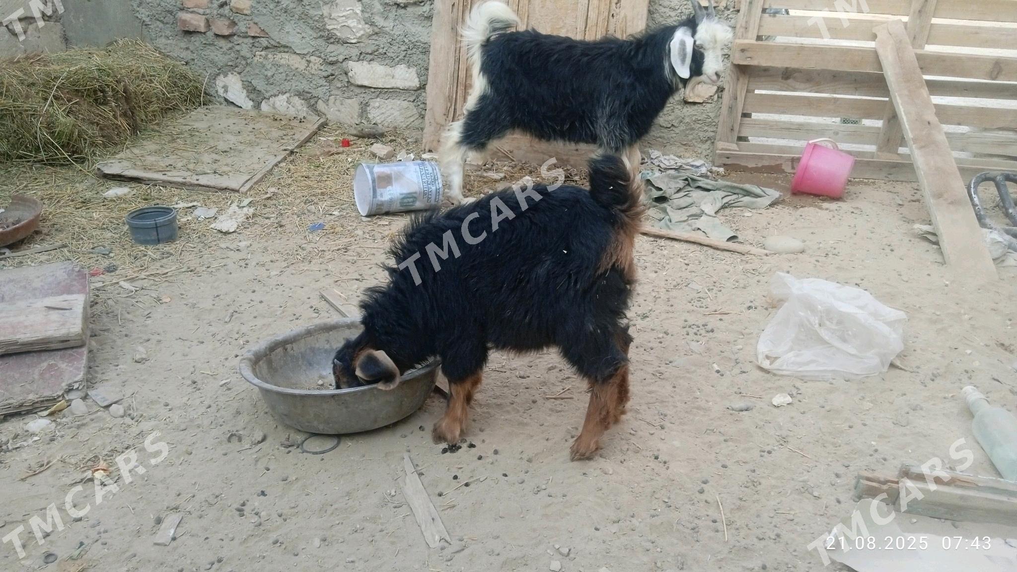 çewi teke - Balkanabat - img 1