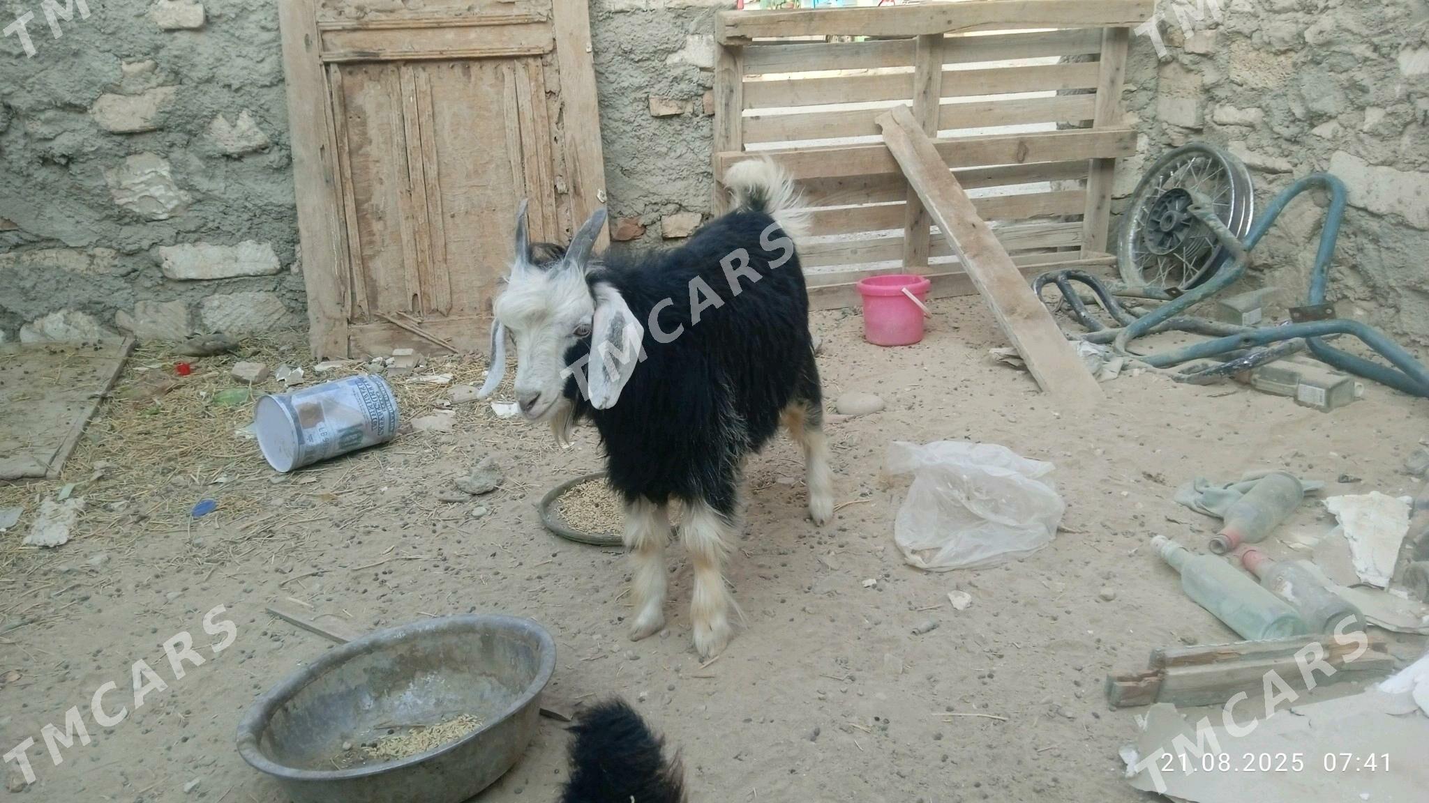 çewi teke - Balkanabat - img 3