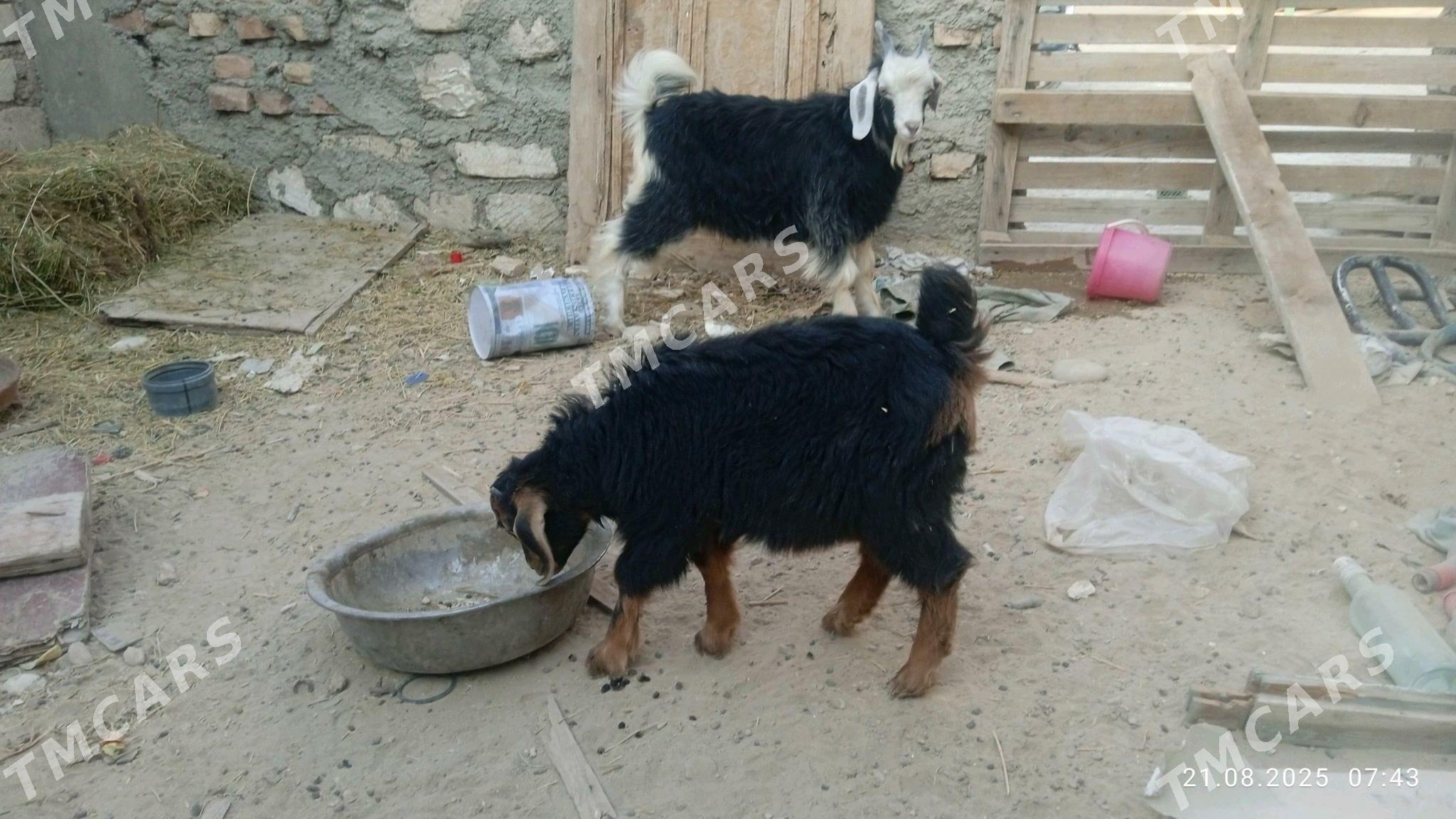 çewi teke - Balkanabat - img 2
