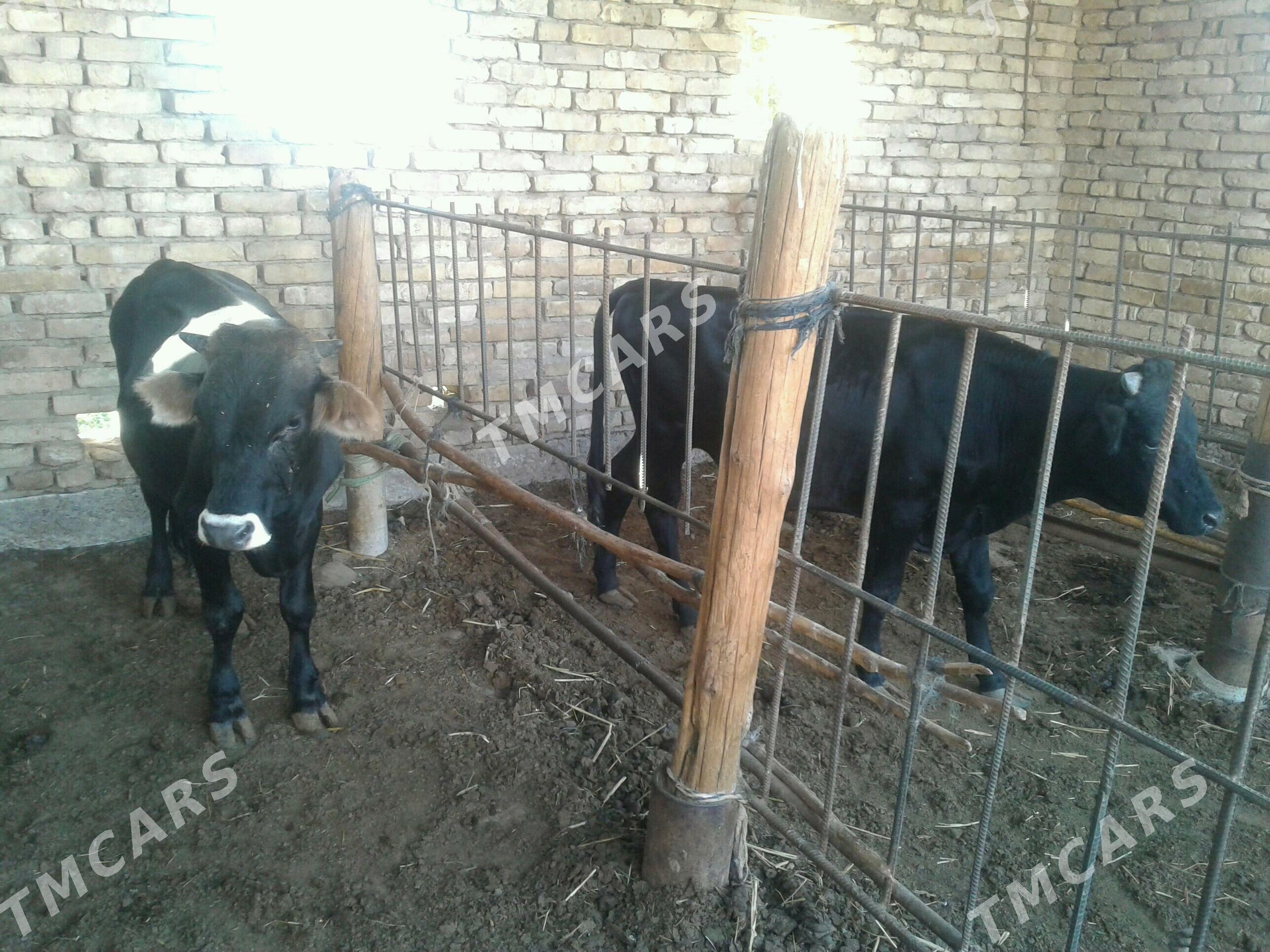 öküz - Mary - img 3