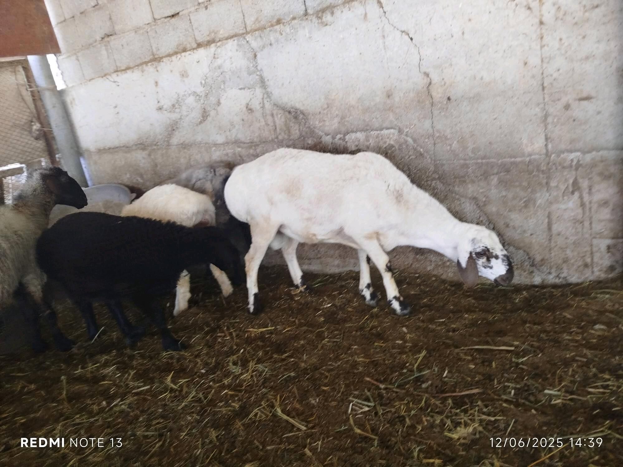 Gisar goç - Ýanbaş - img 5