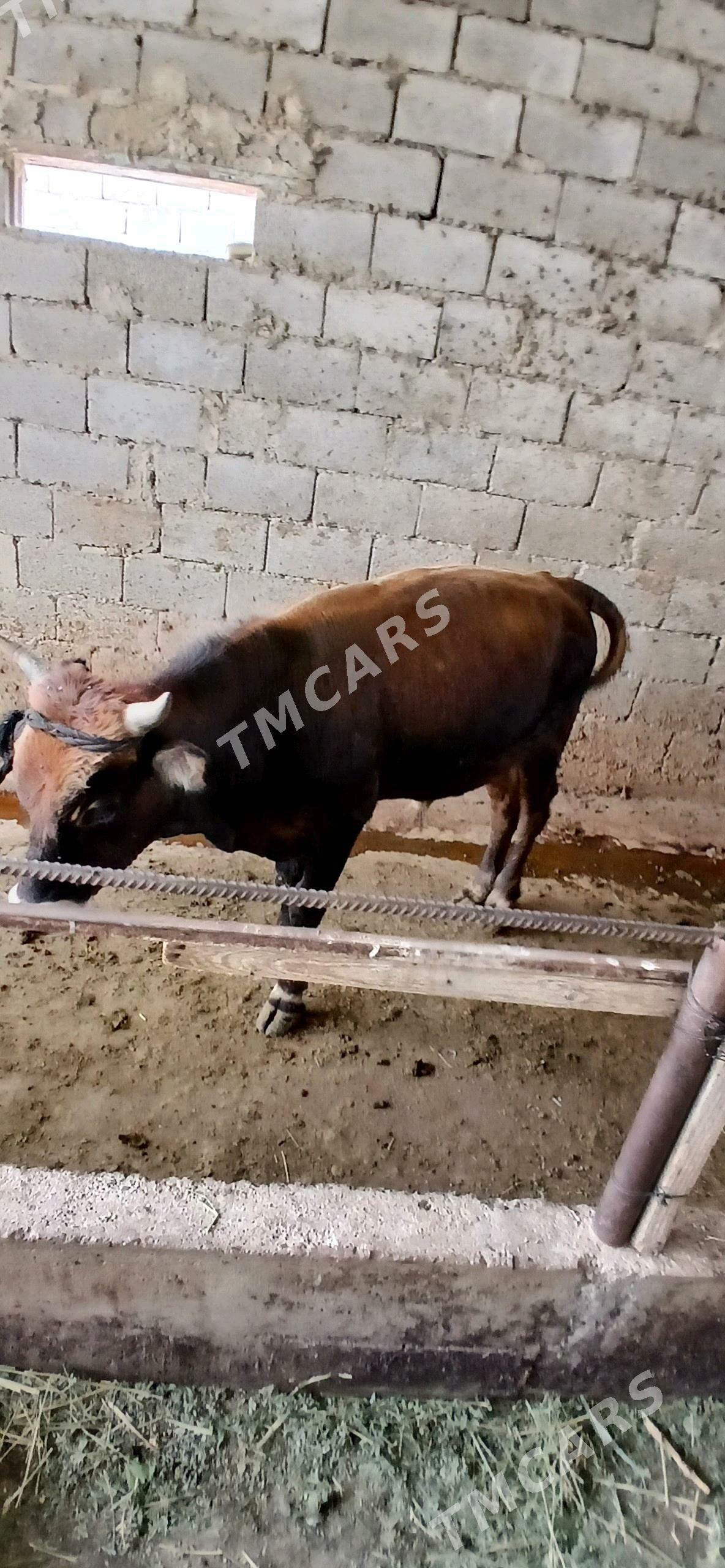 Òkuz gole - Гёкдепе - img 1