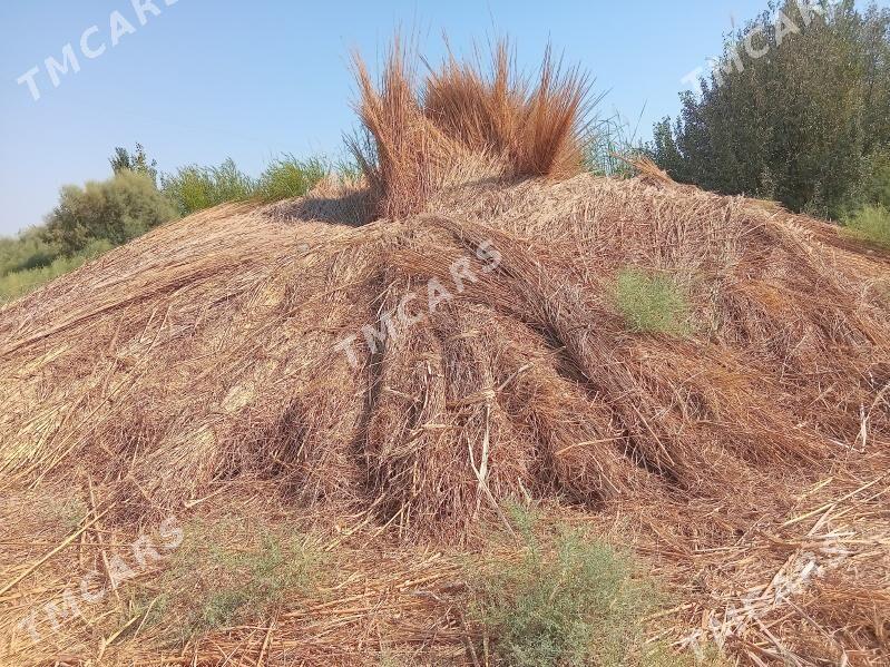 Gamyş - Dostluk - img 3