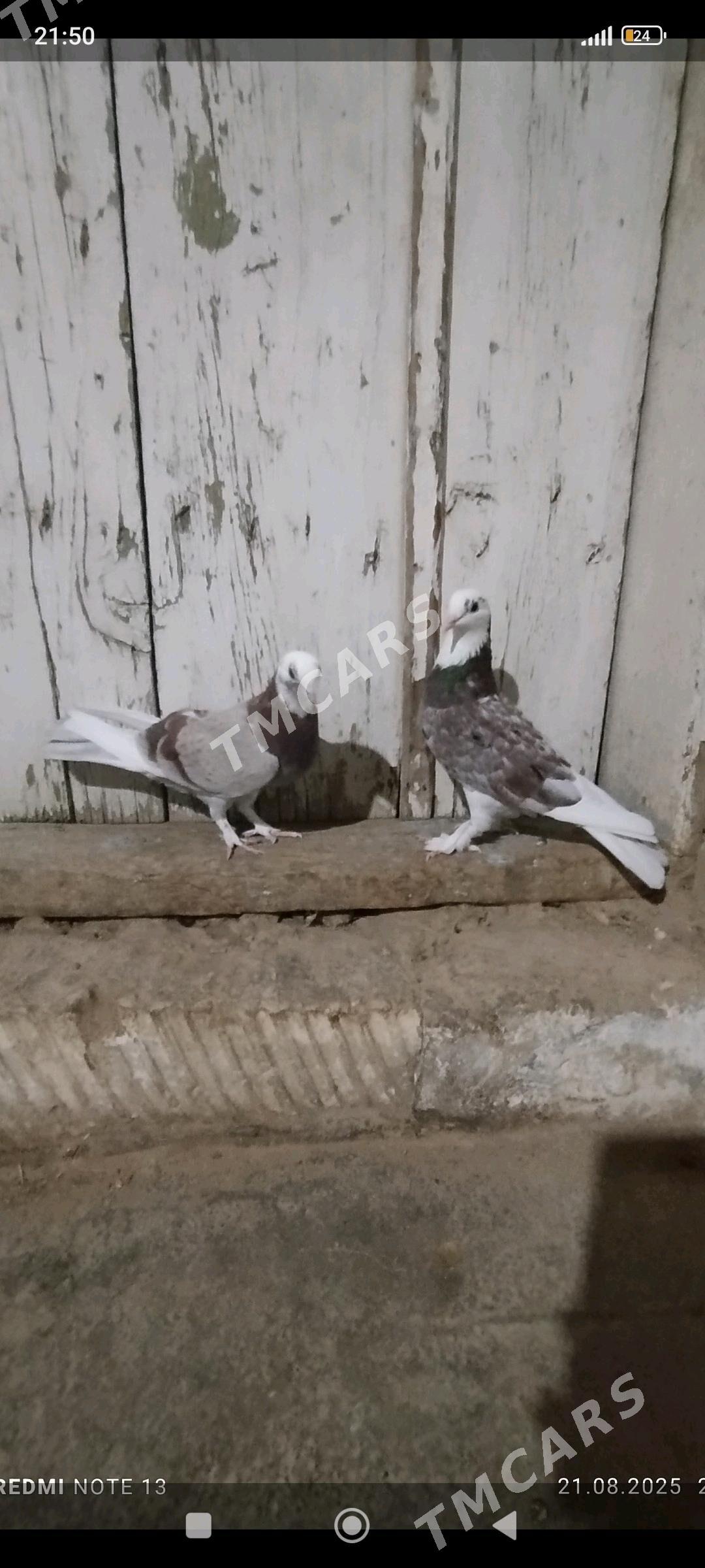 kepderi - Gyzylarbat - img 2