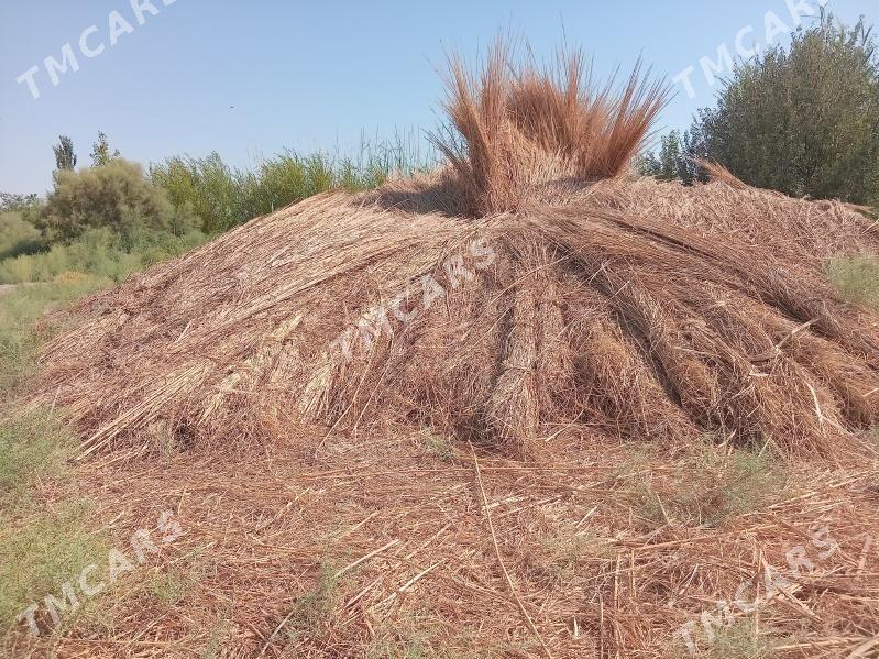 Gamyş - Dostluk - img 2