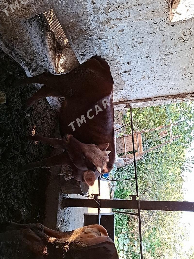 saglyk sygyr very unajyn - Туркменабат - img 4