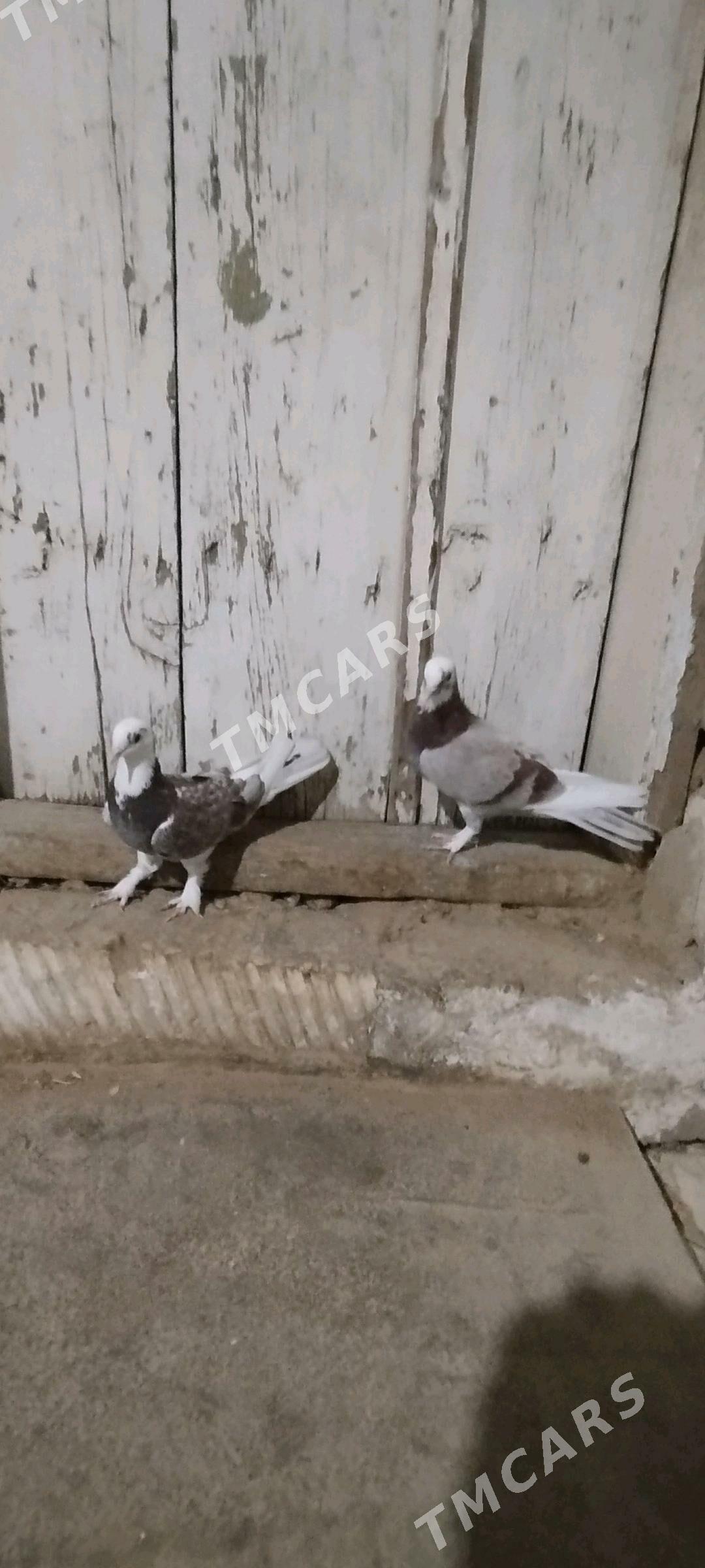 kepderi - Gyzylarbat - img 3