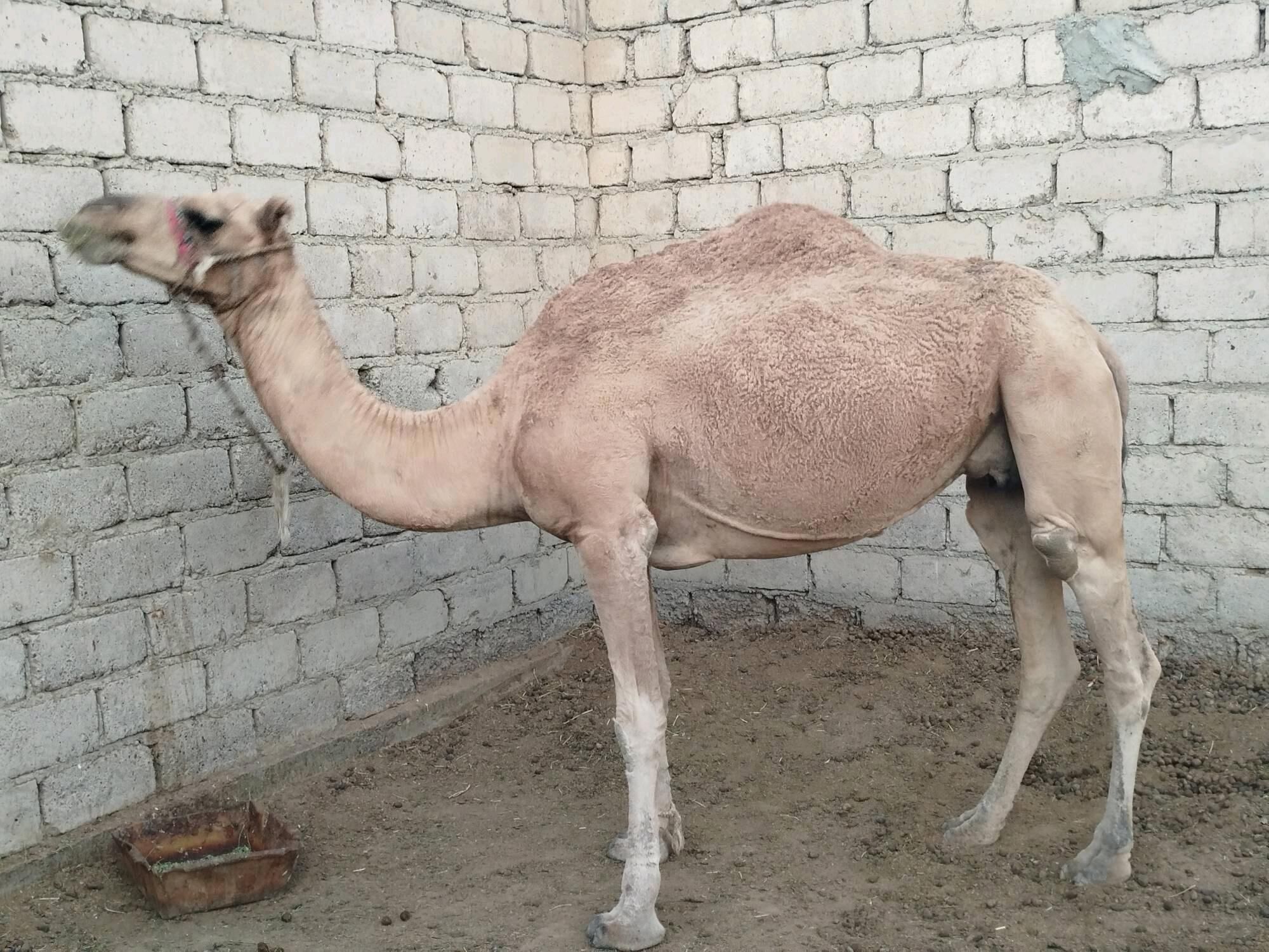 satlyk kosekli duye - Garaşsyzlygyň 15 ýyllygy Söwda Merkezi - img 3