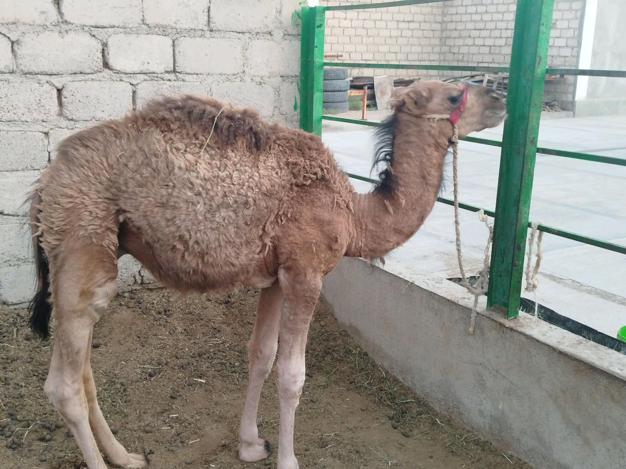 satlyk kosekli duye - Garaşsyzlygyň 15 ýyllygy Söwda Merkezi - img 2