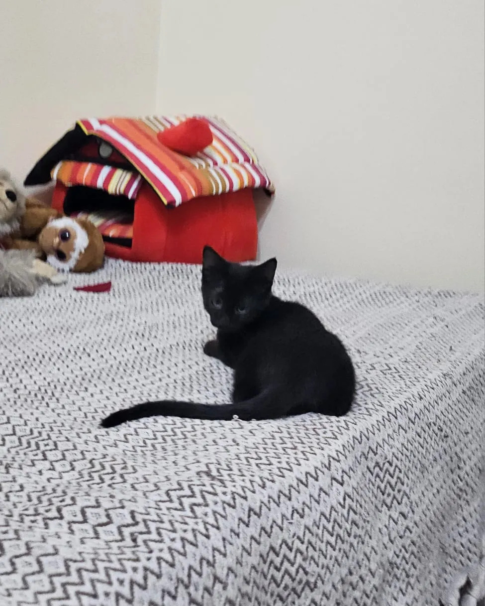 Котёнок мальчик - Ашхабад - img 2