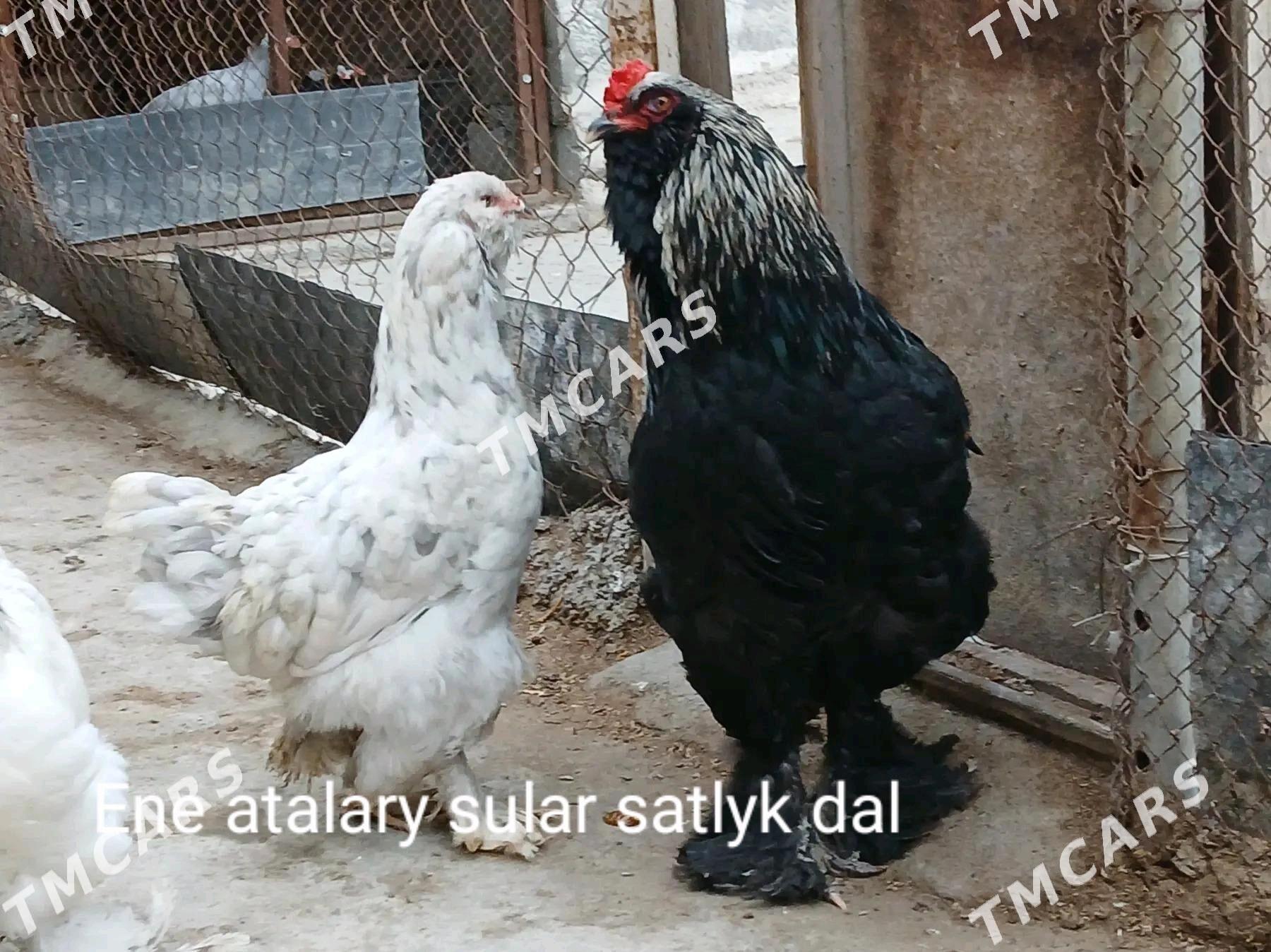 Brama - Aşgabat - img 6