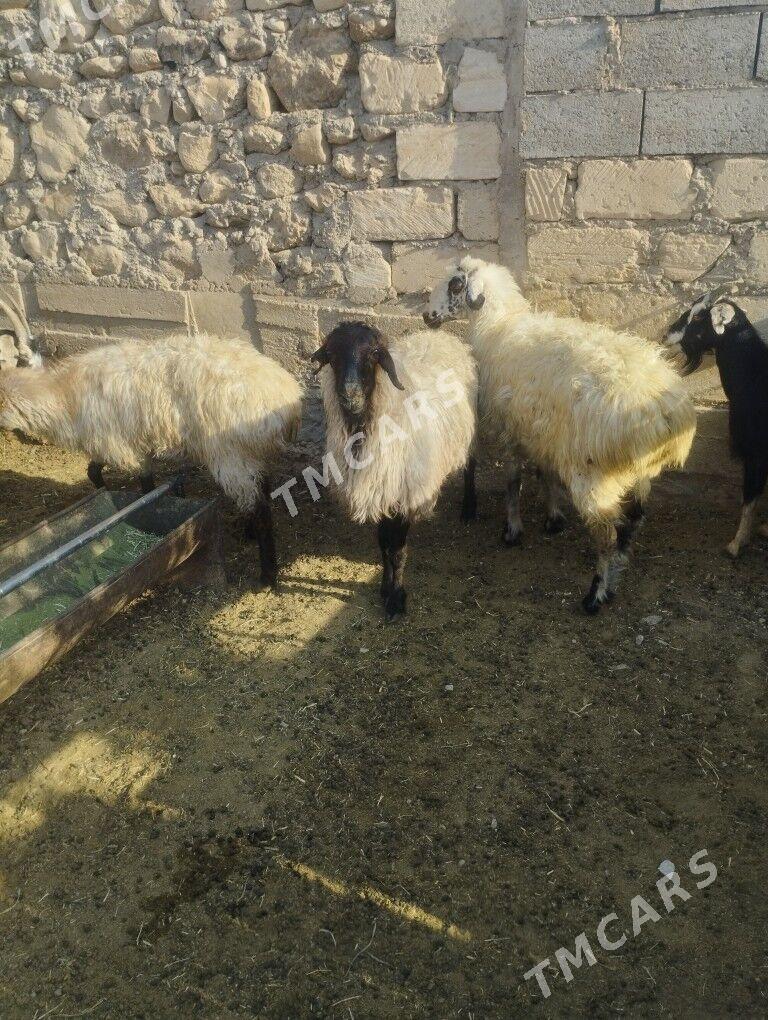 goýun geçi tokly cebiş - Jebel - img 3