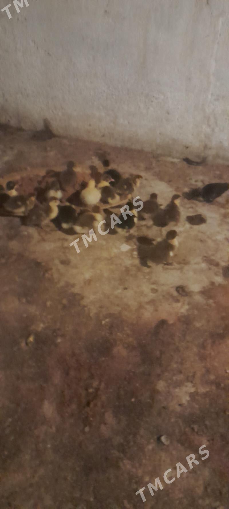 ordek - Kaka - img 2