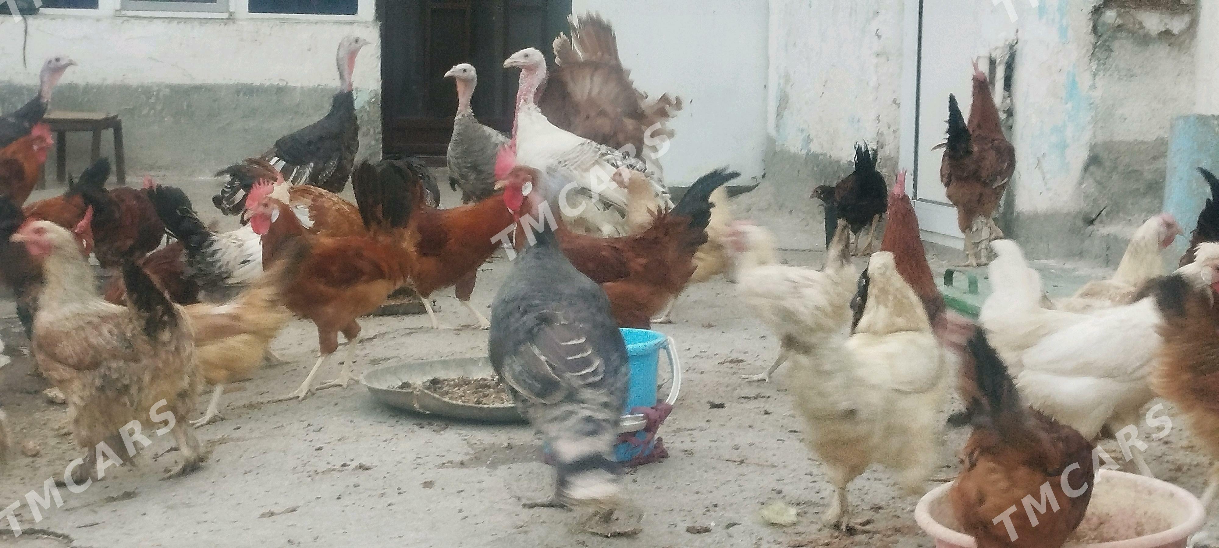 towuk induk juyje - Gyzylarbat - img 2