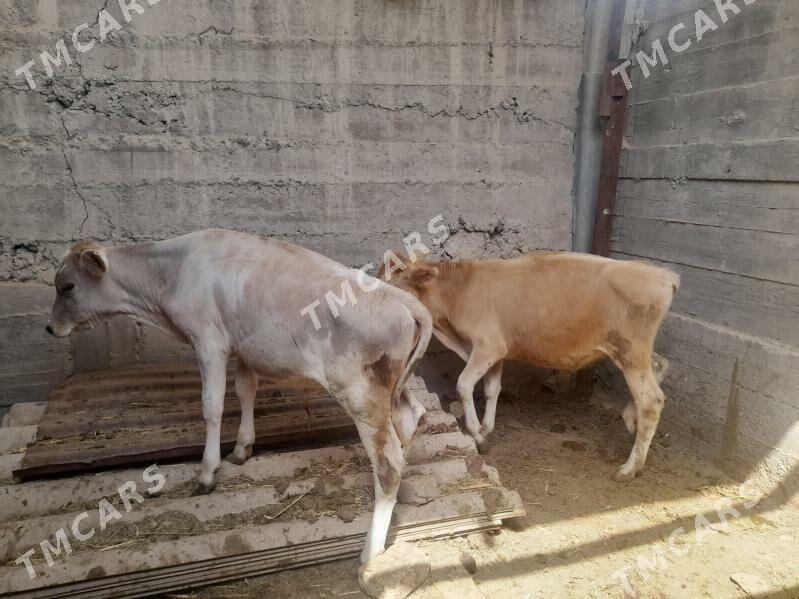 ókùzçeler - Gyzylarbat - img 2