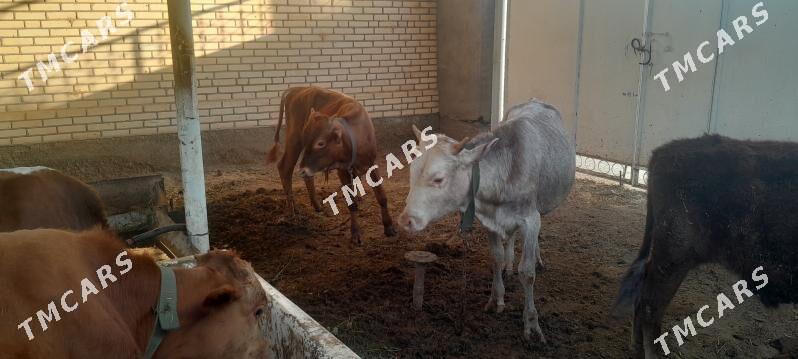 okiz - Wekilbazar - img 3